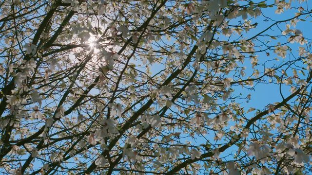 Sunbeams flood a blooming magnolia, In the background are the sun and the sky. The clip was taken with 60 frames, so it can be slowed down. The camera was a Sony FS7.