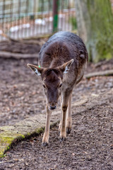 Fototapeta premium A Deer in the woods roams around and looks for food in winter