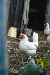 Chicken for a walk
