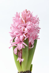 Beautiful and fresh hyacinth of pink color in a pot on a white background