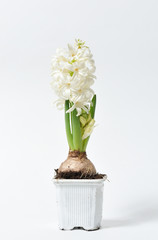 Beautiful and fresh hyacinth of white color in a pot on a white background