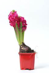 Beautiful and fresh hyacinth of magenta color in a pot on a white background
