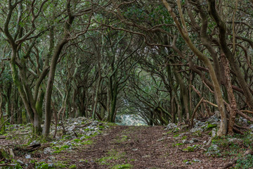 A path through the enchanted forest on the "veliki Brijun" island in Brijuni national park, Croatia