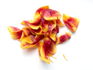 a bunch of destroyed tulip petals