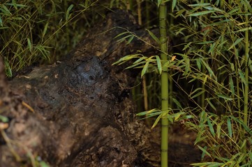 Fallen Tree In Bamboo