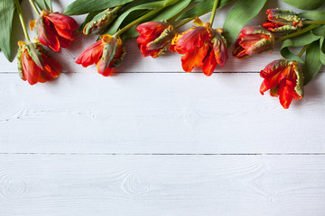 Red tulips on a white wooden background
