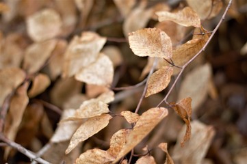 Fragile Fall Leaves 