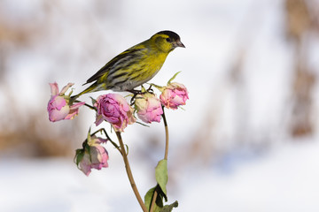 Small eurasian siskin sitting on a rose flower buds.