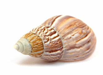 Meeresschnecke, Gehäuse