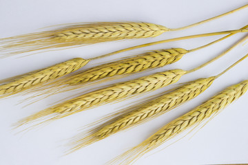 Sprig of barley on a white background. Top view.