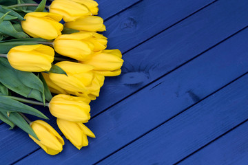 Blue tulip flowers on wooden backdrop, holiday postcard. Spring background. Greeting card for...