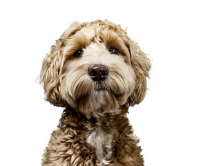 Head shot of golden Labradoodle with closed mouth, looking straight at camera isolated on white background