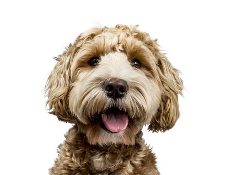 Head shot of golden Labradoodle with open mouth and looking straight at camera isolated on white background
