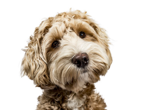 Head shot of golden Labradoodle with closed mouth, tilted head and looking straight at camera isolated on white background