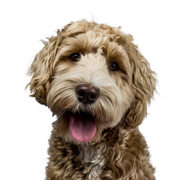Head shot of golden Labradoodle with open mouth, looking straight at camera isolated on white background
