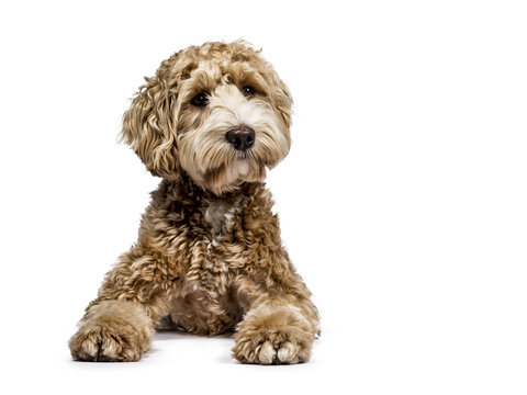 Golden Labradoodle laying down with closed mouth and looking sideways  isolated on white background