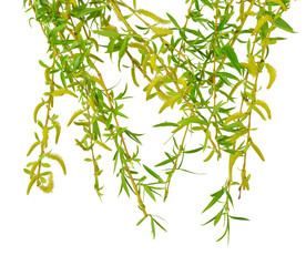 Young foliage and flowers of willow. Isolated. Spring. nature. Flowering  branches willow.