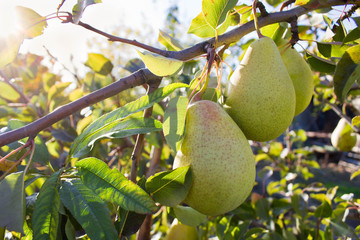 Green pears on a branch. Fresh organic fruits