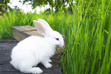 White rabbit sits on a tree box