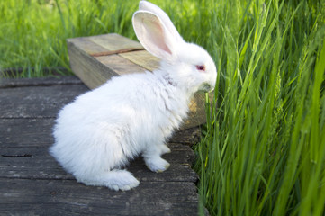 White rabbit sits on a tree box