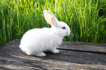 White rabbit sits on the boards in the grass