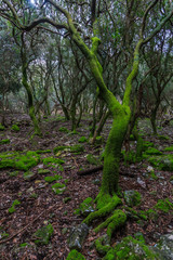 Enchanted forest on the 