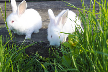 White rabbits sit on the boards in the grass