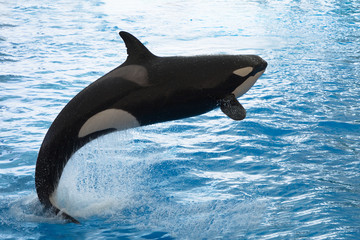 Naklejka premium Orca orka