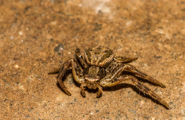 macro photography of a 4mm spider