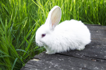 White croissant eating grass