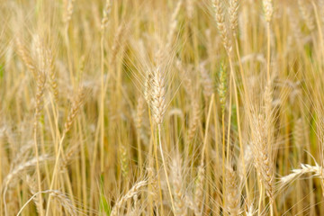 Barley in field conversion test at North Thailand,rice golden color