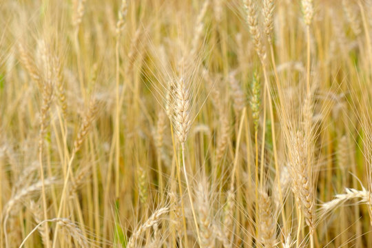 Barley in field conversion test at North Thailand,rice golden color © gexphos