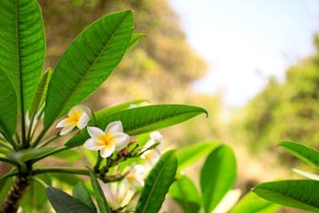 Blooming flowers a background.