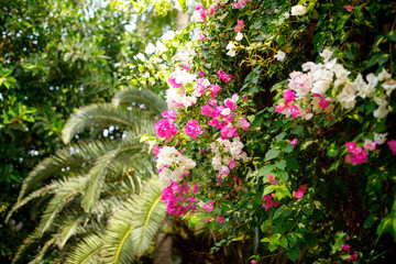 Blooming bougainvillea. Magenta bougainvillea flowers.