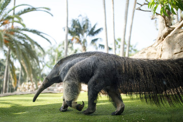 Giant anteater (Myrmecophaga tridactyla). Wildlife animal.