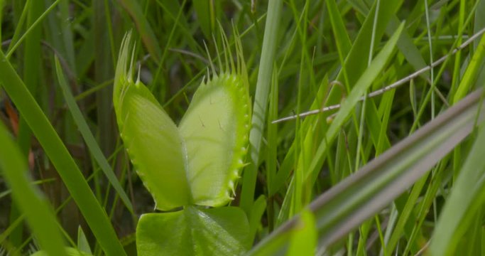 a venus fly trap in the wild