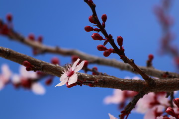Cherry tree bloom and bees polinating