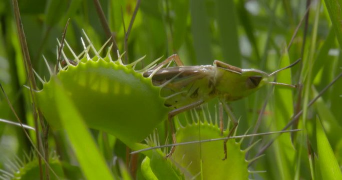 a venus fly trap in the wild