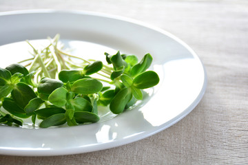 green fresh sunflower sprouts - concept for healthy nutrition, c