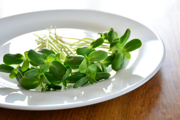 green fresh sunflower sprouts - concept for healthy nutrition, closeup