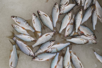 Freshly caught fish Rudd lies on the snow