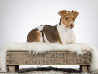 Brazilian terrier puppy on an antique wooden box. Image taken in a studio.