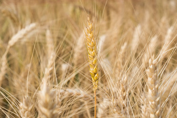 Barley in field conversion test at North Thailand,rice golden color