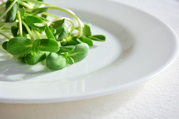 green fresh sunflower sprouts - concept for healthy nutrition, closeup