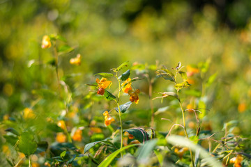 Yellow Flowers