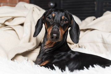 portrait of dog breed of dachshund, black and tan, having fun on the sofa