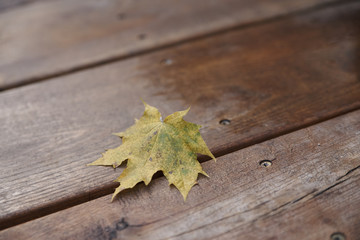 autumn maple leaf wooden floor