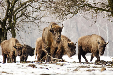 European Bison, Bison bonasus, Visent, herbivore in winter, herd, Slovakia