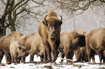 European Bison, Bison bonasus, Visent, herbivore in winter, herd, Slovakia
