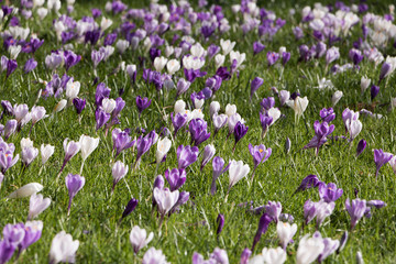 Image of blooming beautiful crocuses. Concept: early spring.